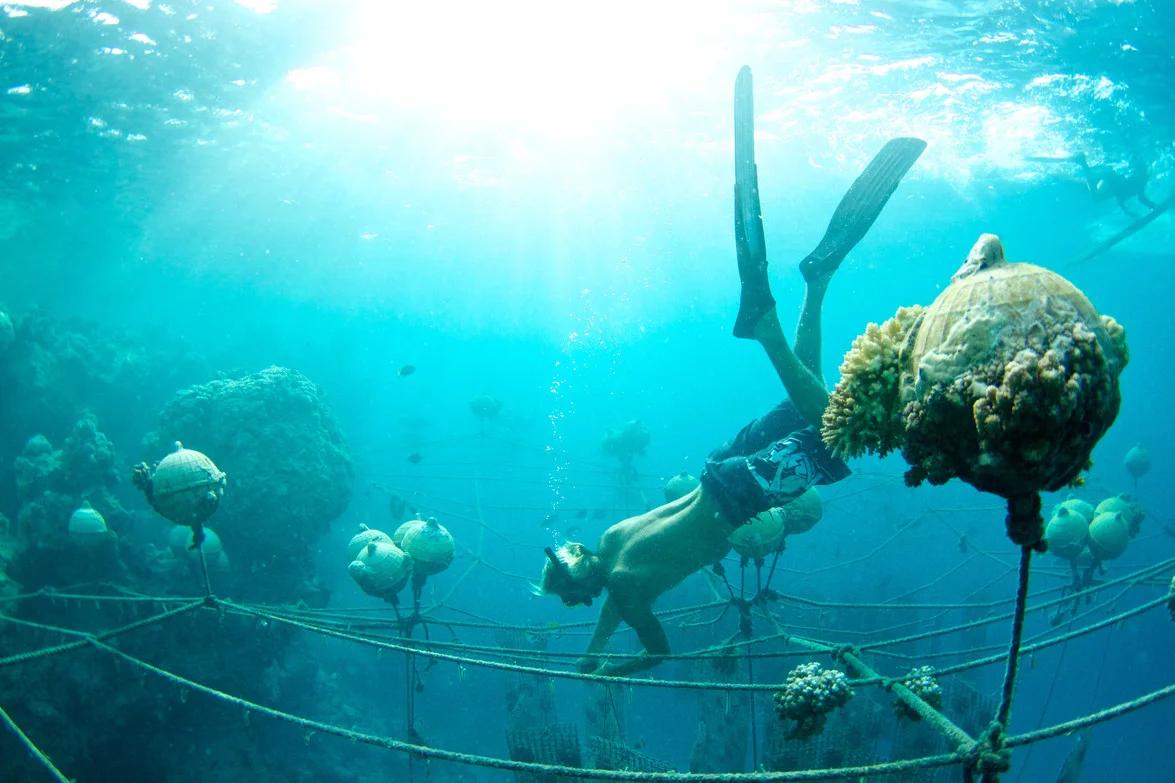 Harvest Your Own Pearl